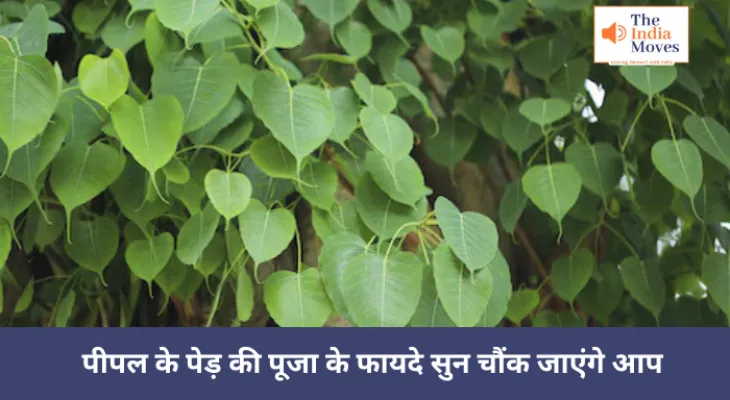 पीपल के पेड़ की पूजा के फायदे सुन चौंक जाएंगे आप, पितृ हो जायेंगे खुश
