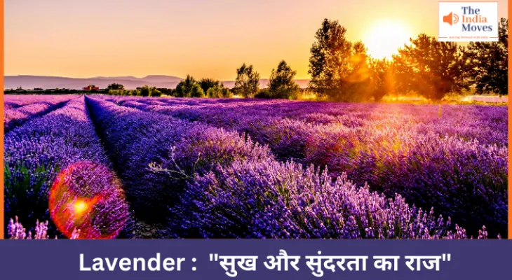Lavender :