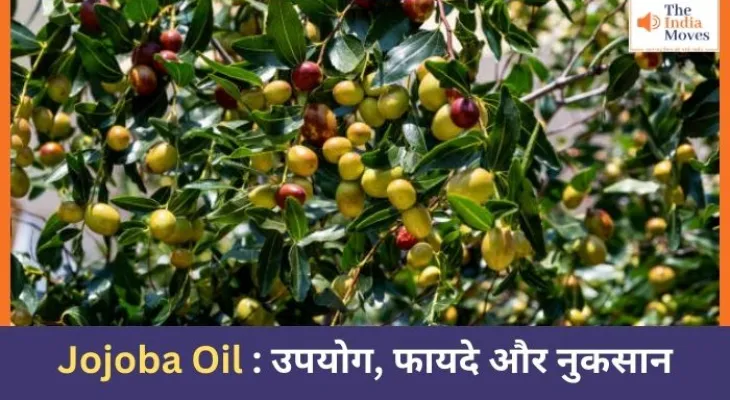 Jojoba Oil : उपयोग, फायदे और नुकसान